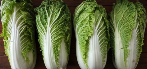 Celery Cabbage (Chinese Cabbage) By Wholesale - For Export