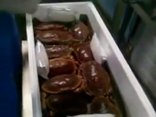 Brown Crab for sale 