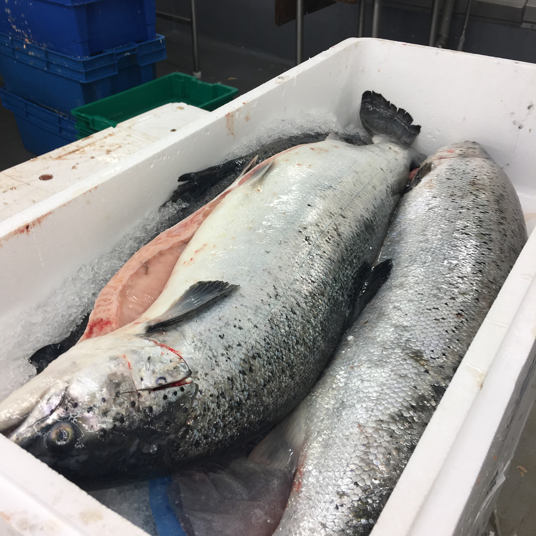 Fresh Salmon for Sale